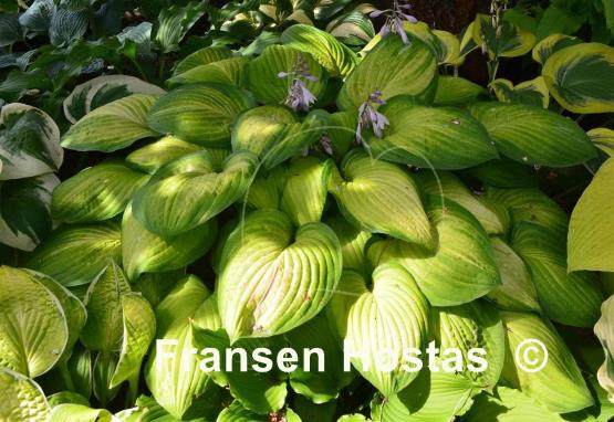 Hosta Sheila West